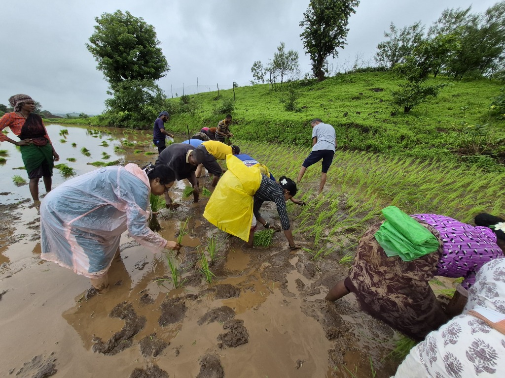 Sadhaks sowing rice crops in paddy fields at Land of Humanity, Shreejaashram Khodala