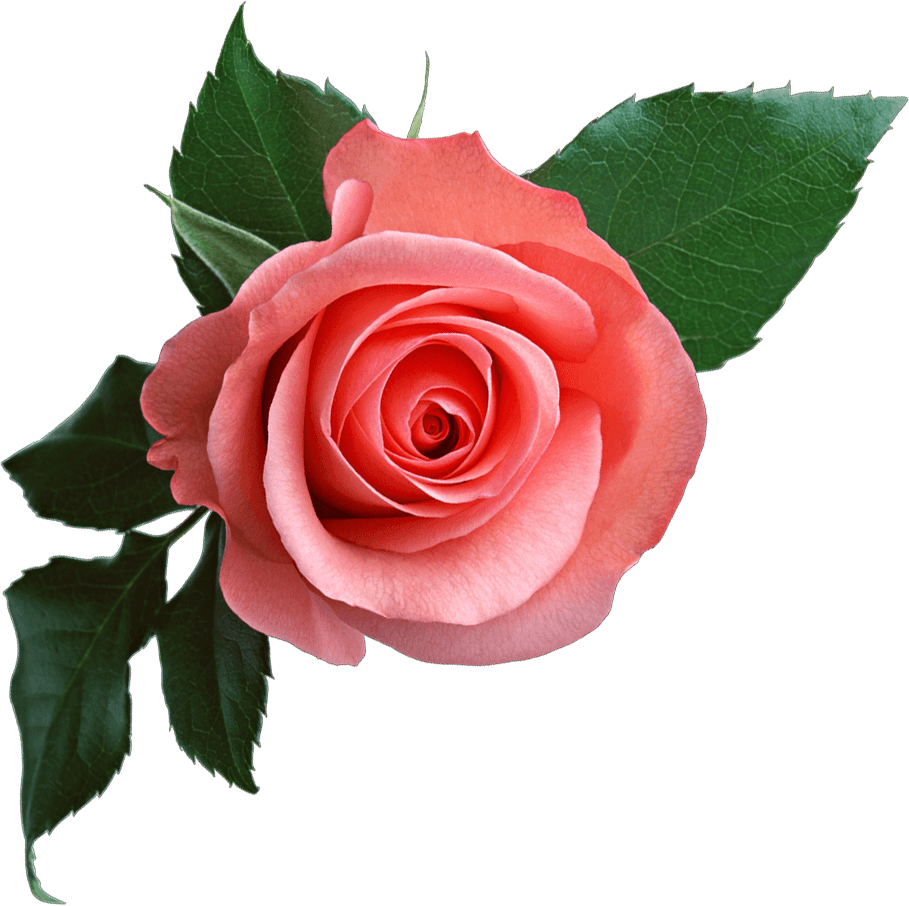 Decorative Rose